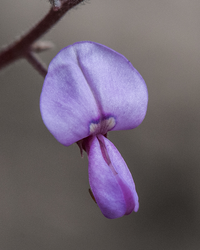 Arizona Tick Clover