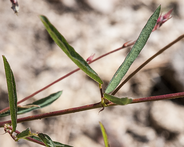 Arizona Tick Clover Leaves