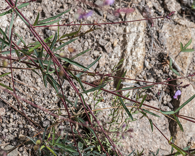 Arizona Tick Clover Plant