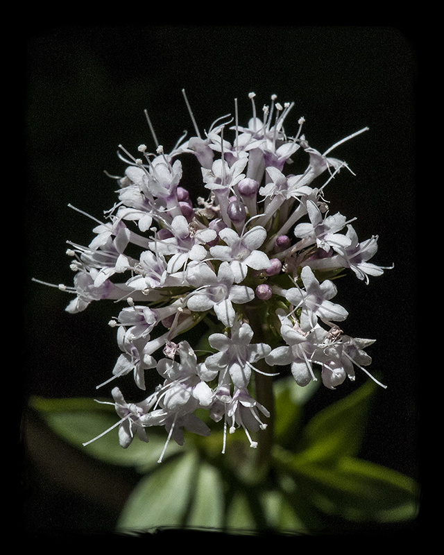 Arizona Valerian Flower