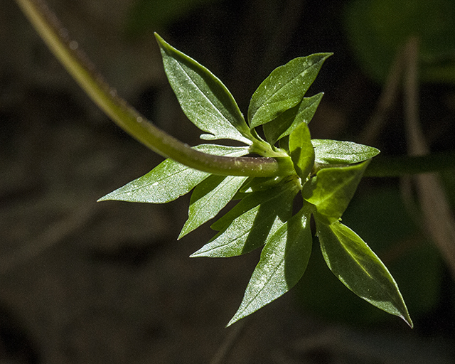 Arizona Valerian Leaves