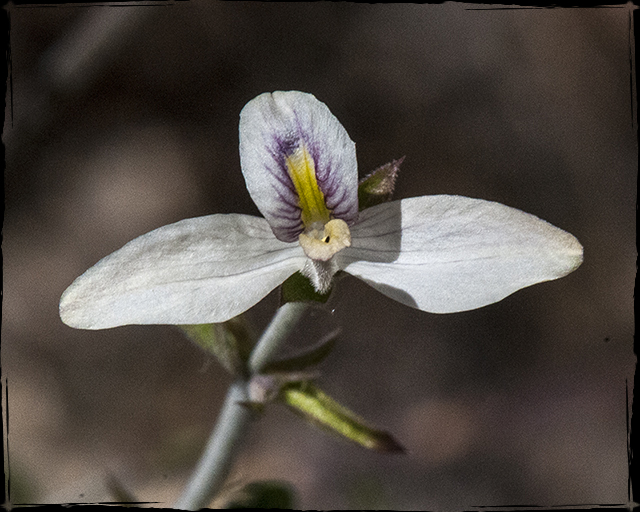 Arizona Wrightwort