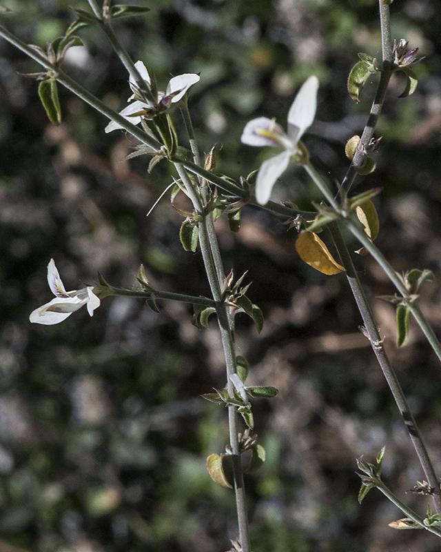 Arizona Wrightwort Leaves