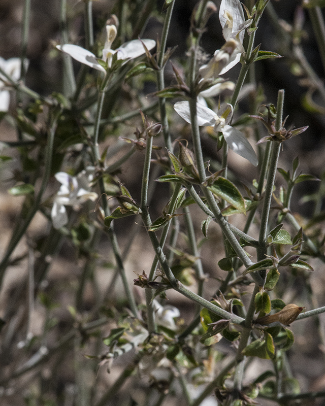 Arizona Wrightwort Plant