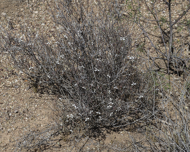 Arizona Wrightwort Plant