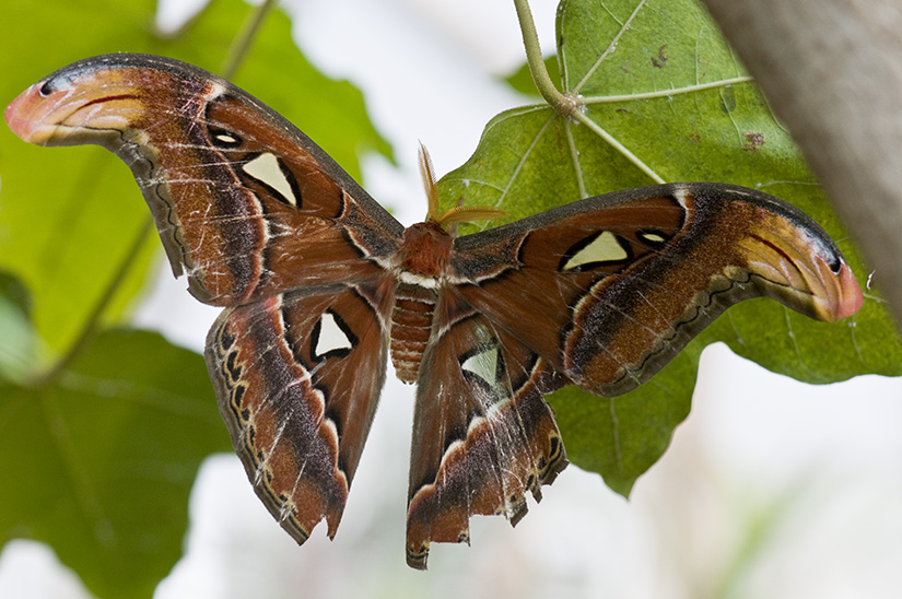 Atlas Moth