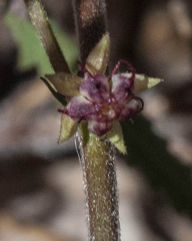 Trans-Pecos Ayenia Flower