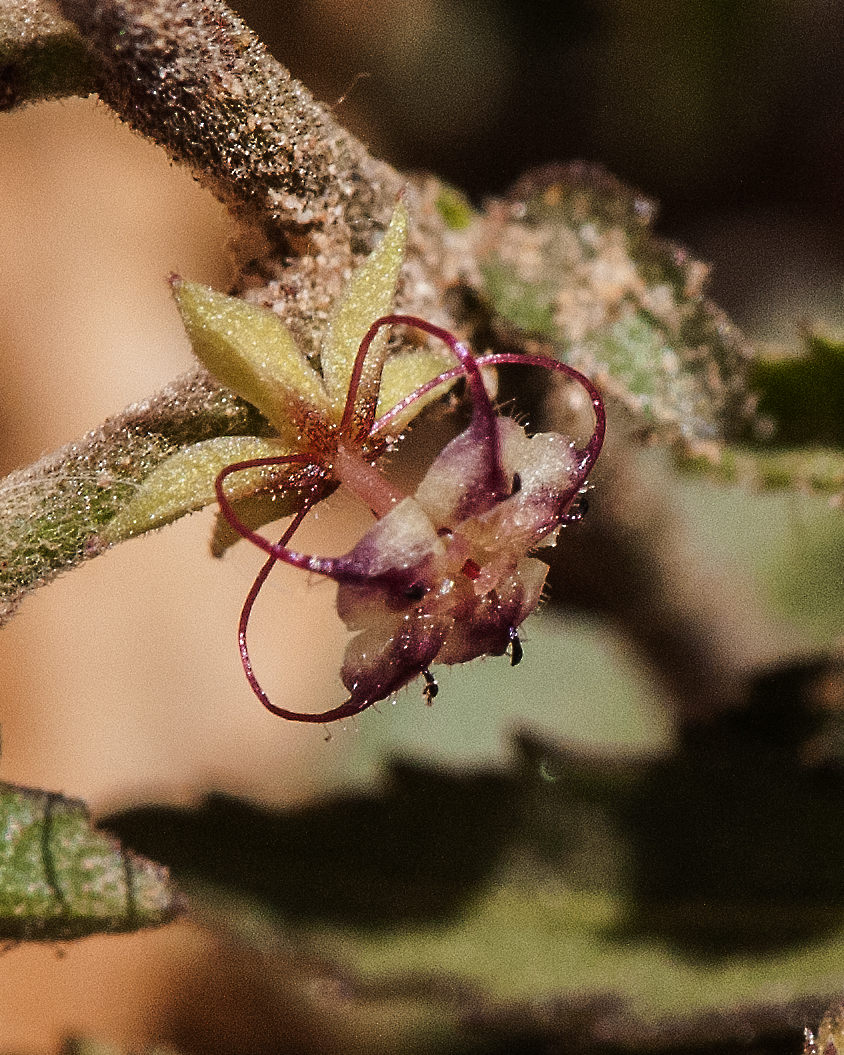 Trans-Pecos Ayenia Flower