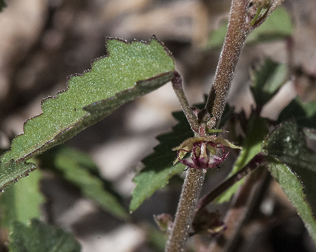 Trans-Pecos Ayenia Leaves