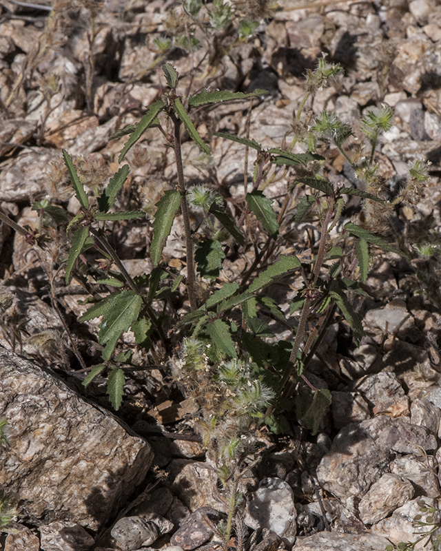 Trans-Pecos Ayenia Plant