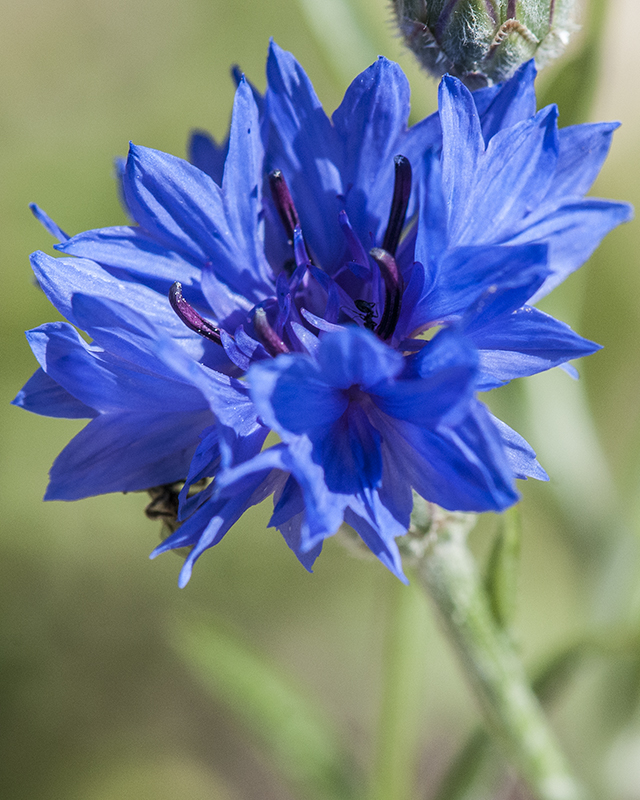 Bachelor's Button Flower