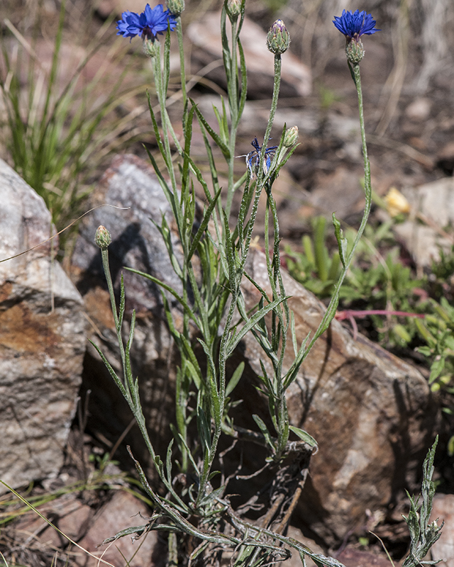 Bachelor's Button Plant