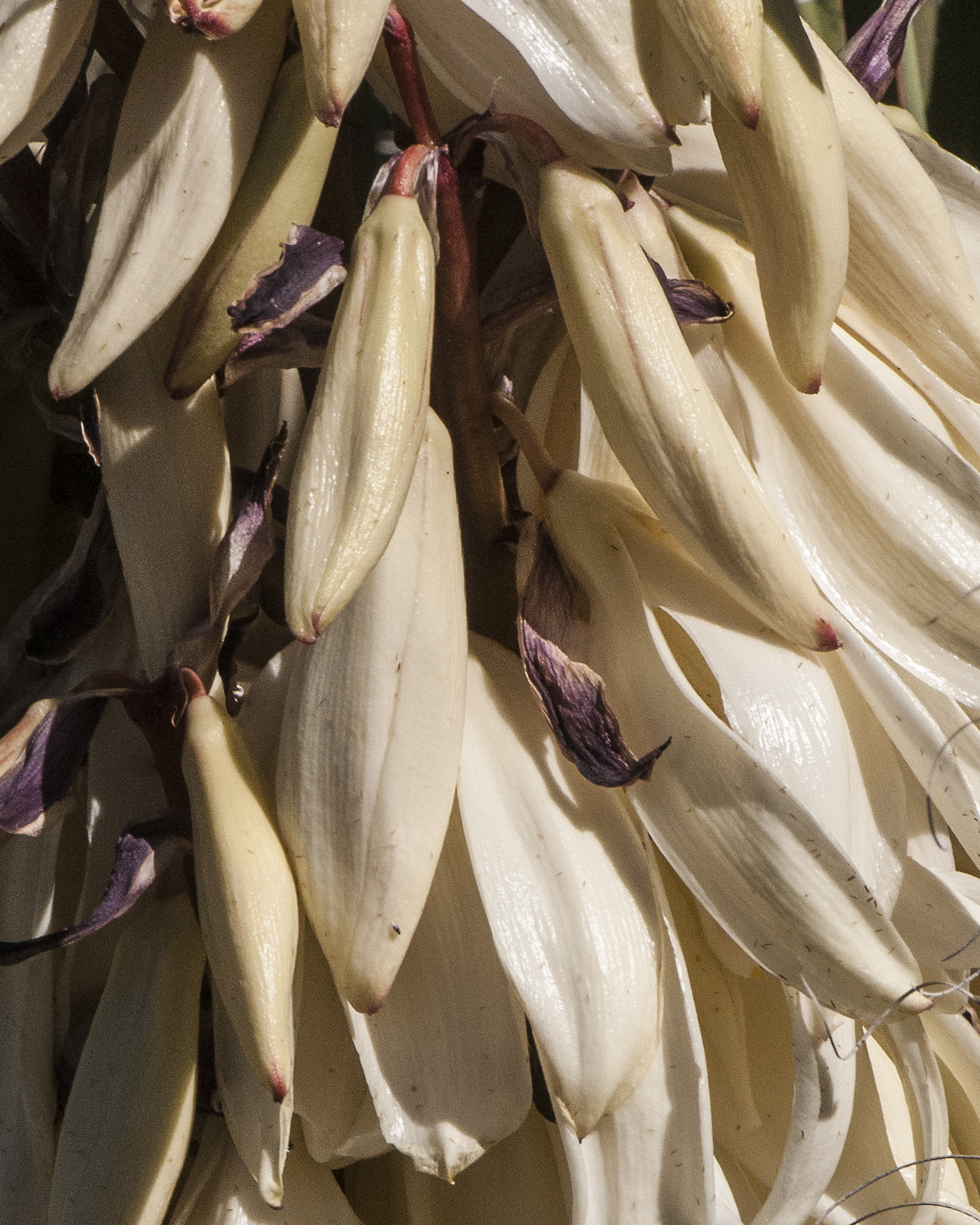 Banana Yucca Flower