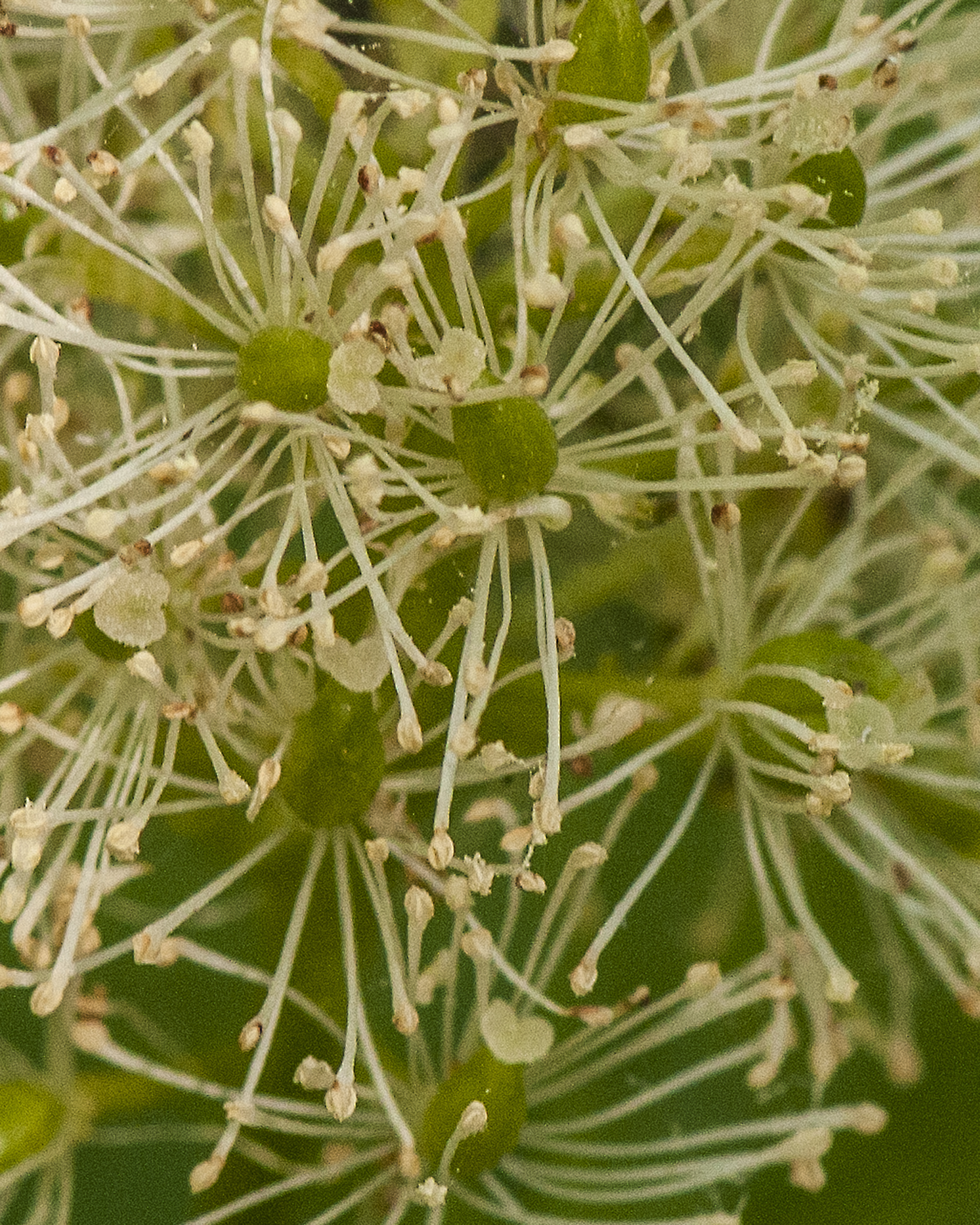 Baneberry Flower