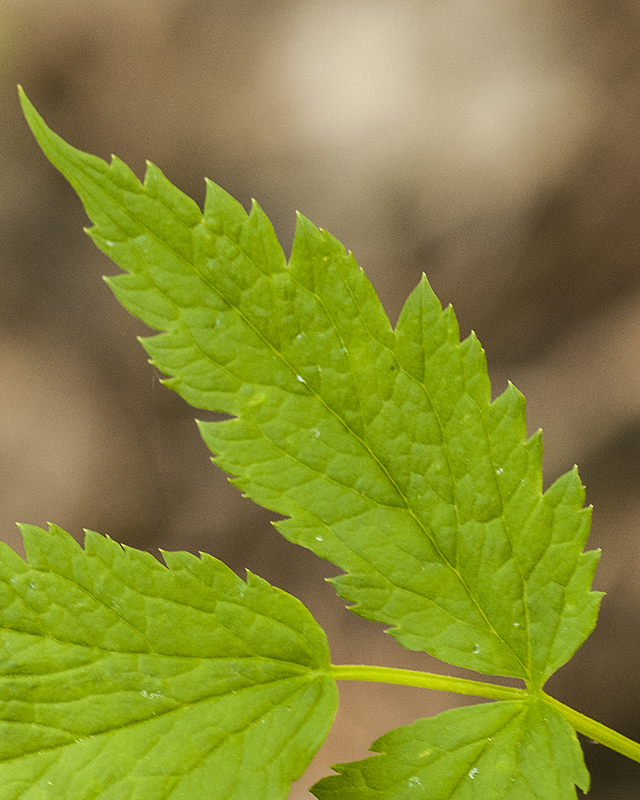 Baneberry Leaves