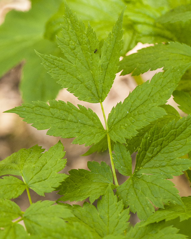 Baneberry Leaves