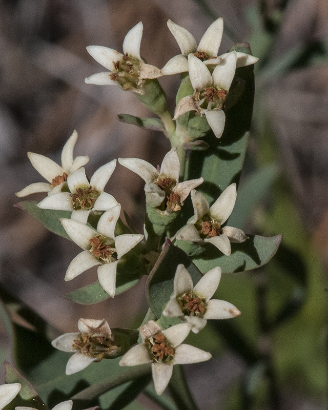 Bastard Toadflax Flower