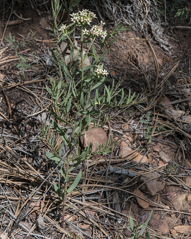 Bastard Toadflax Plant