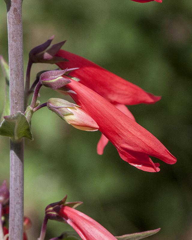 Bearded Penstemon Flower