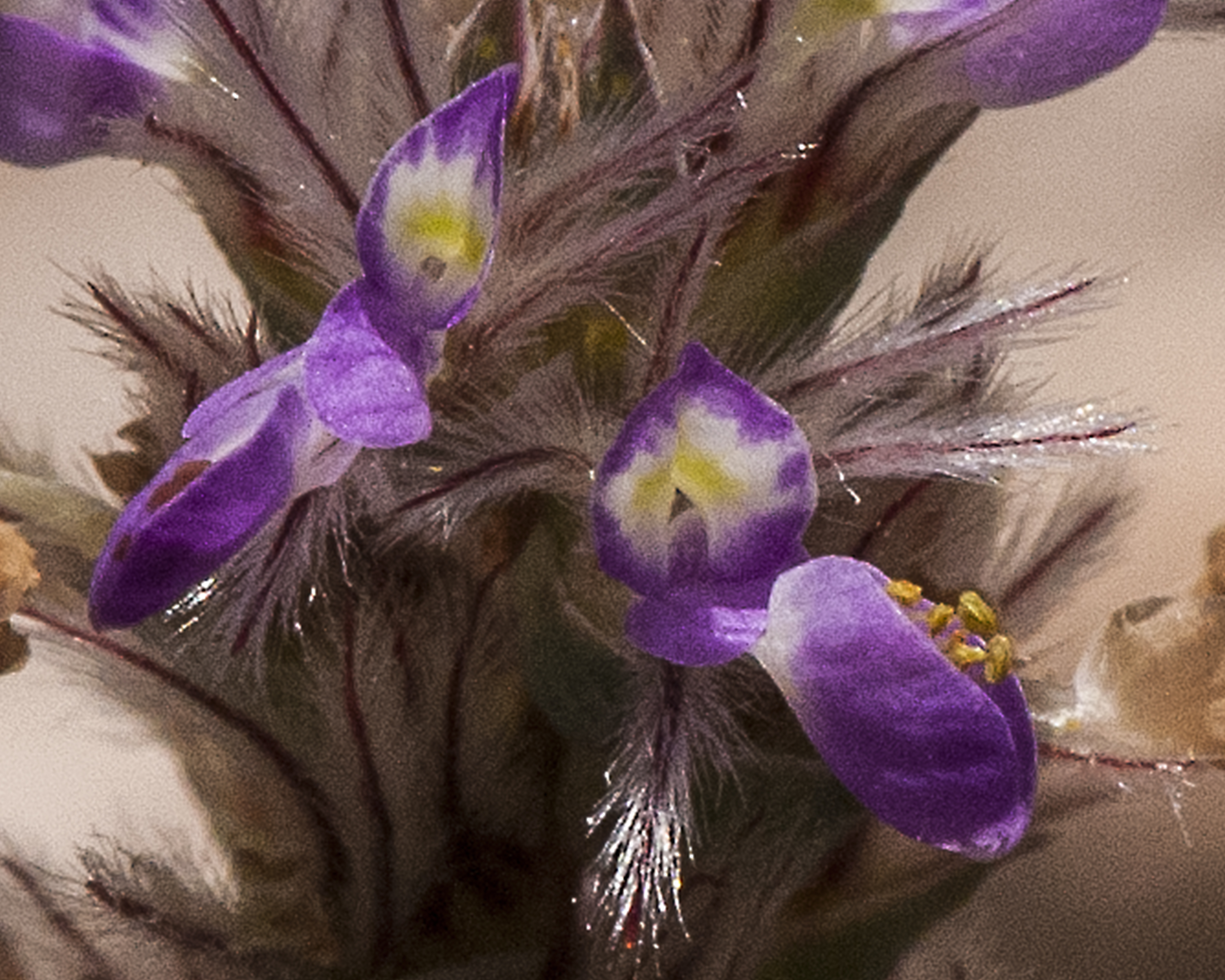 Bearded Prairie Clover Flower