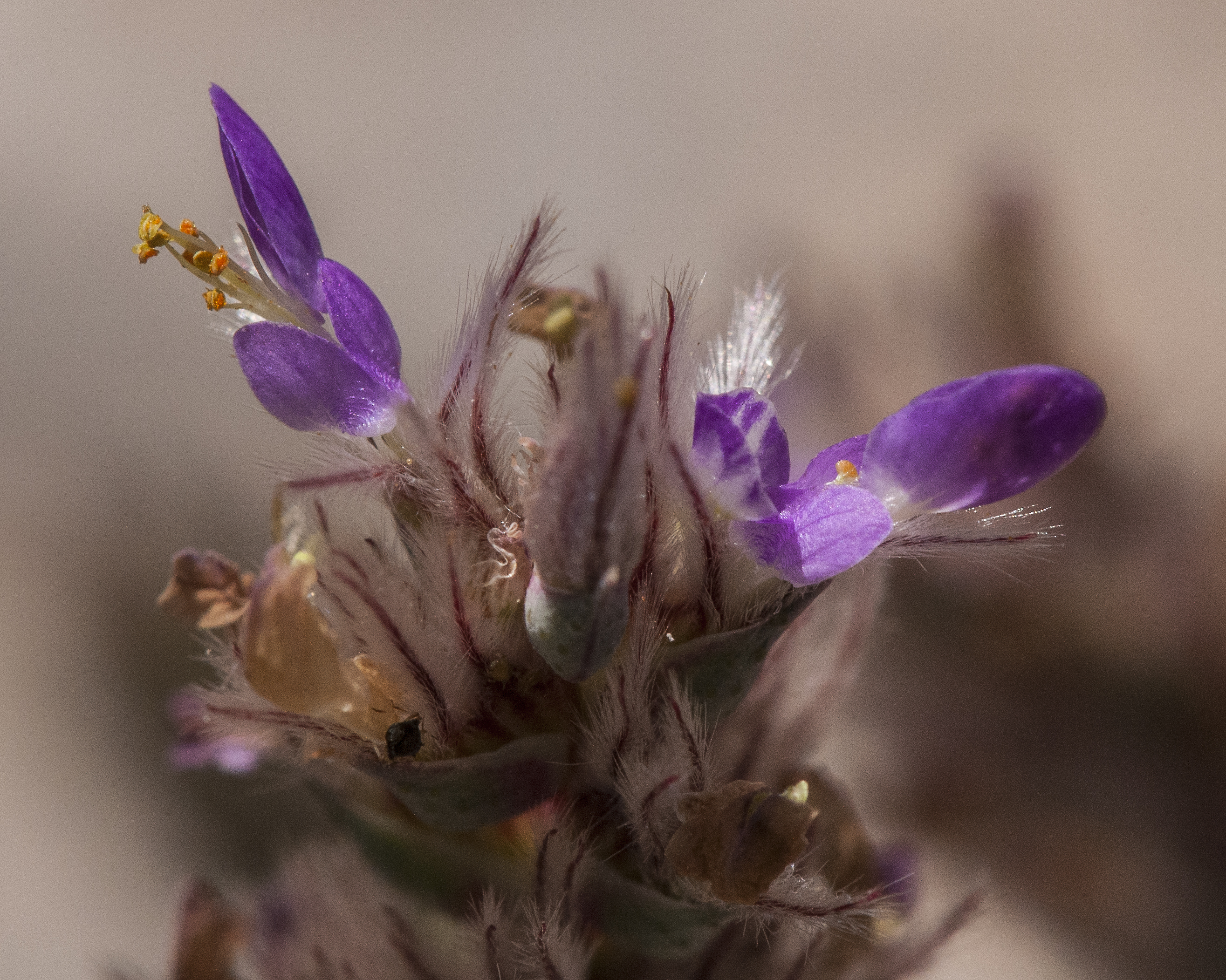 Bearded Prairie Clover Flower