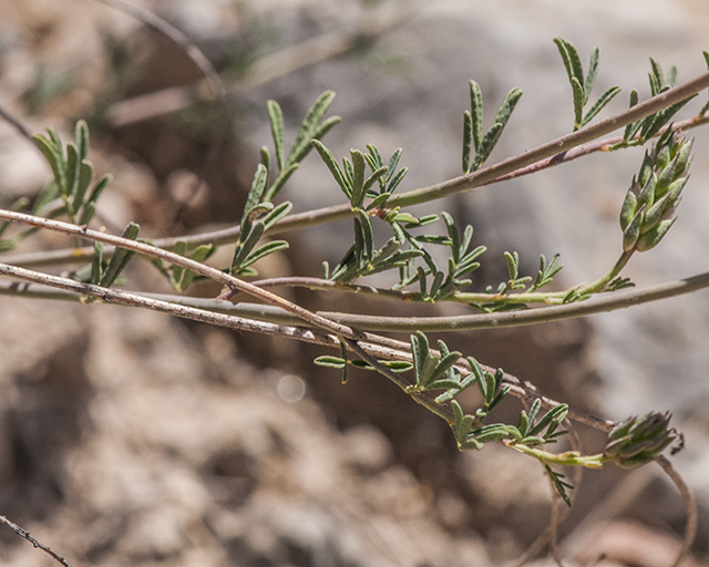 Bearded Prairie Clover Leaves