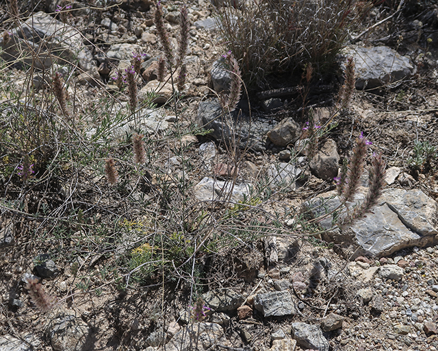 Bearded Prairie Clover Plant
