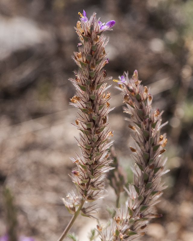 Bearded Prairie Clover Stem