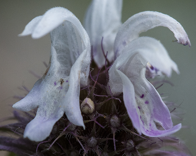 Beebalm Flower