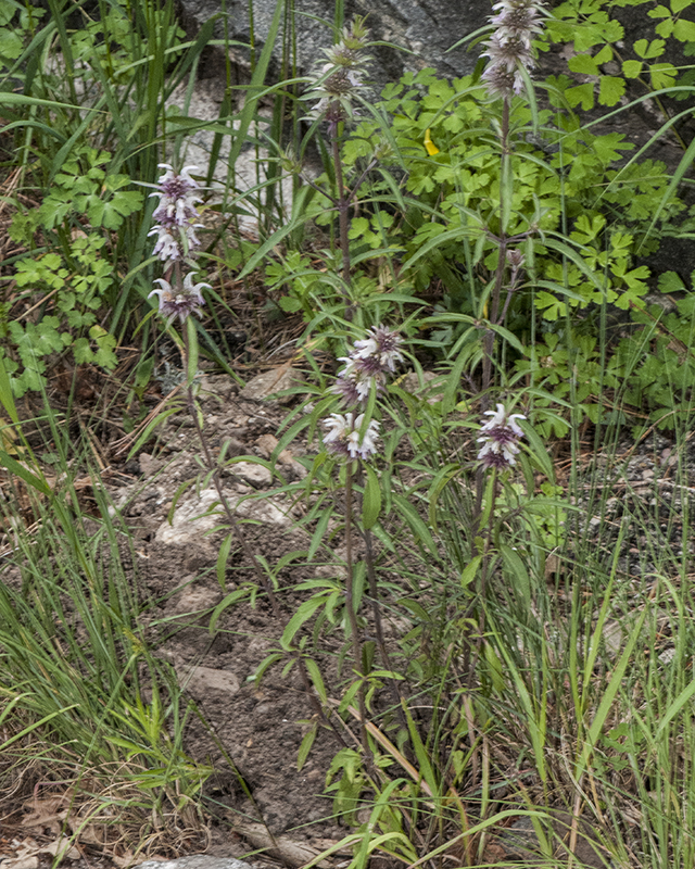 Beebalm Plant