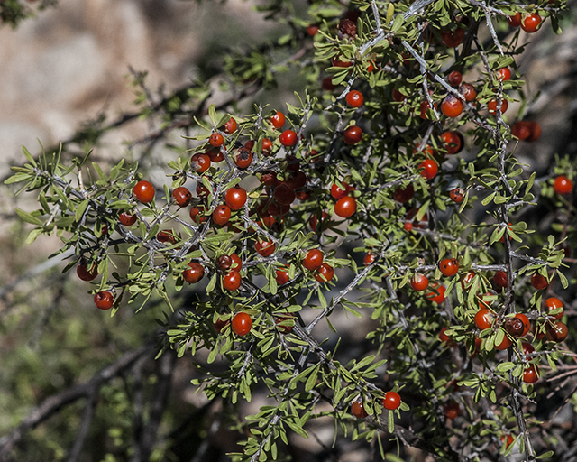 Berlandier's Wolfberry Berries