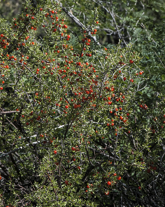 Berlandier's Wolfberry Plant