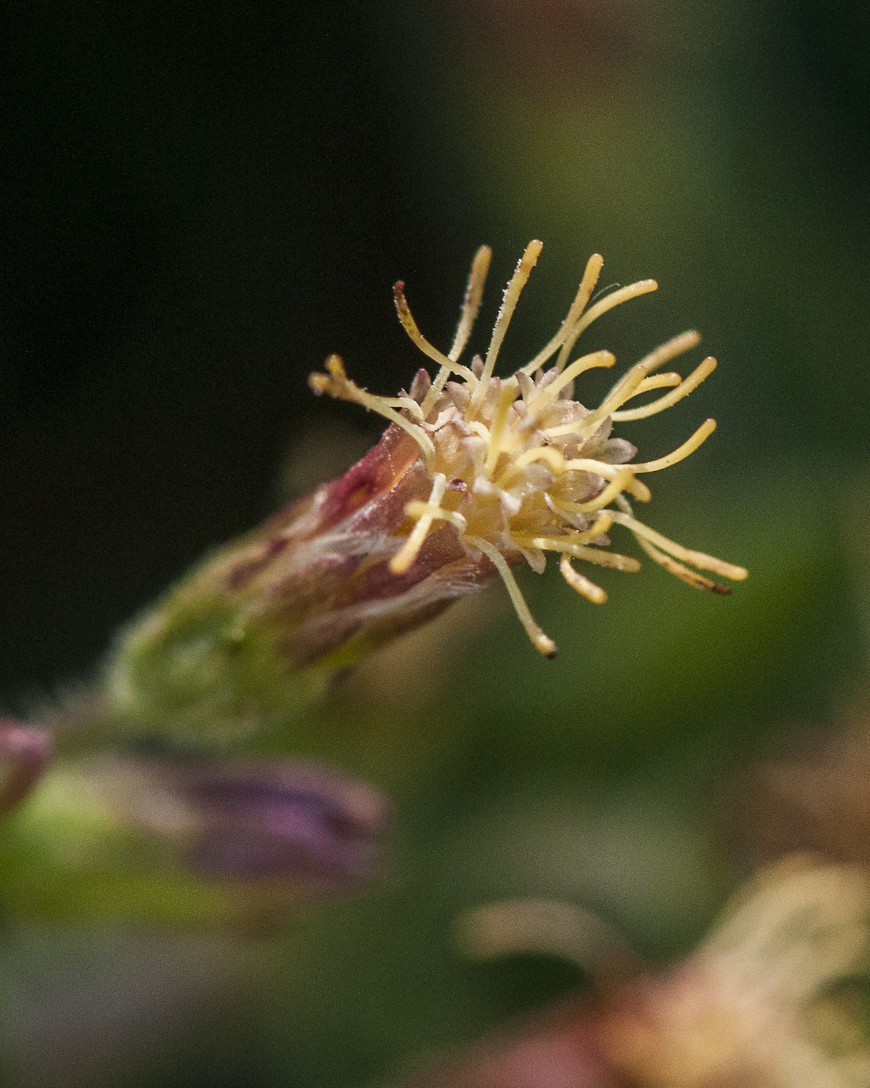 Betonyleaf Brickellbush Flower