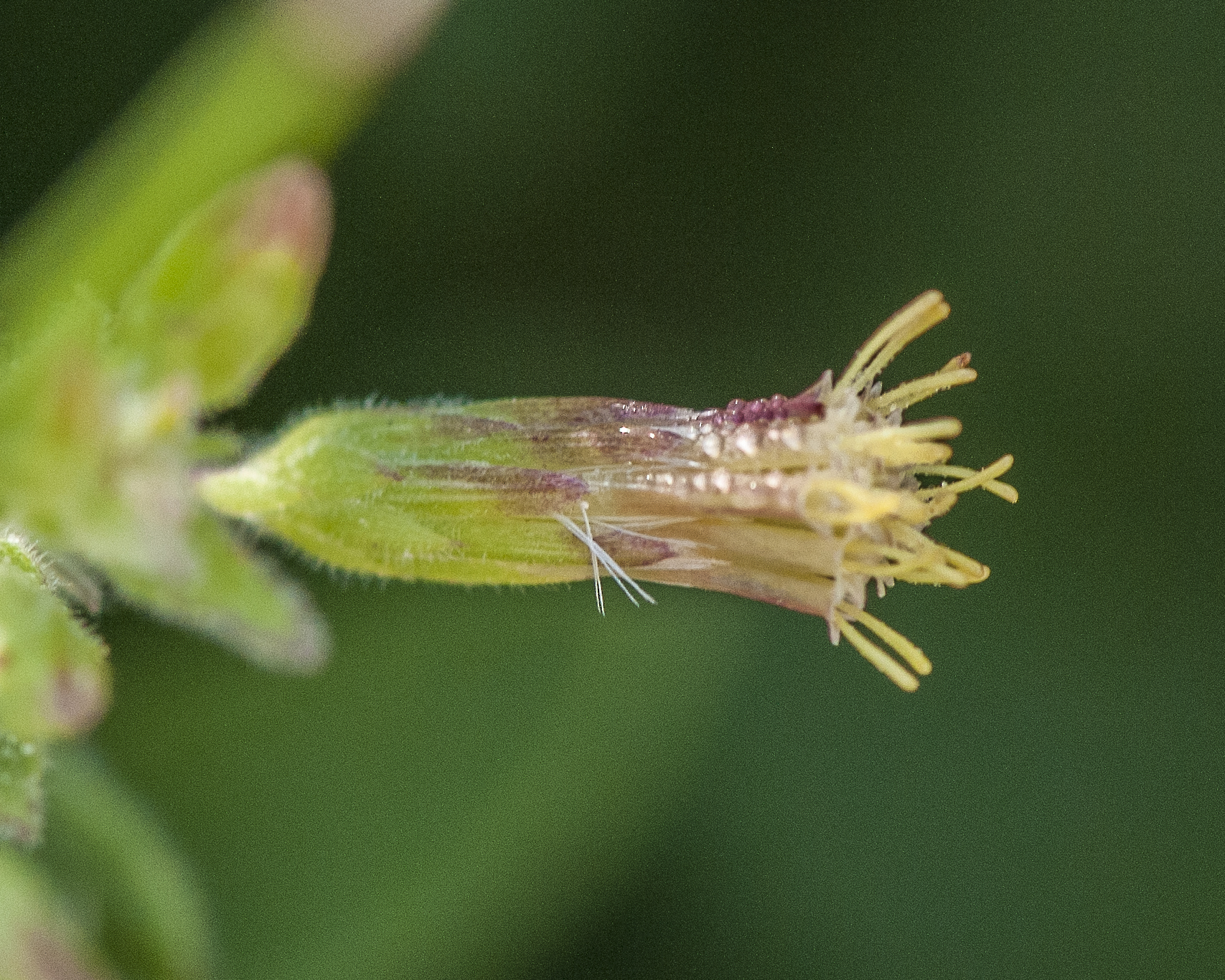 Betonyleaf Brickellbush Flower