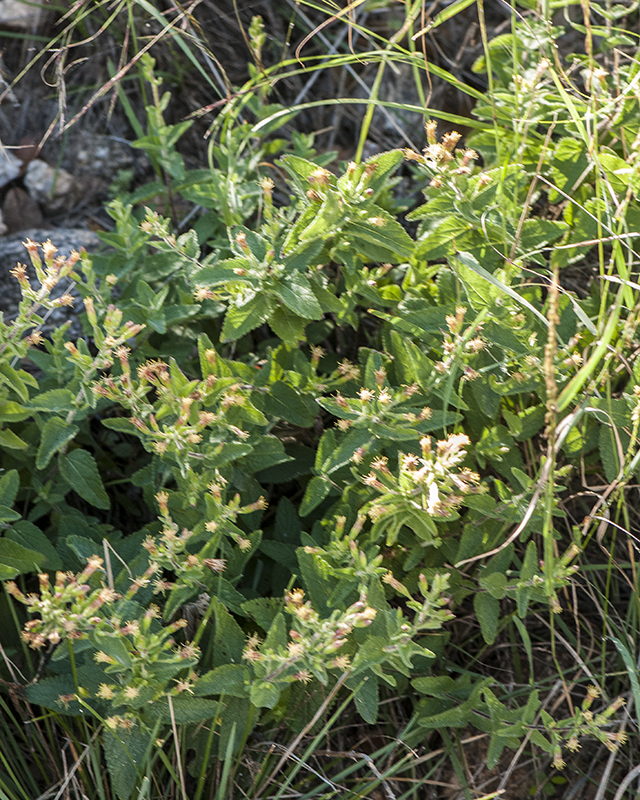Betonyleaf Brickellbush Plant