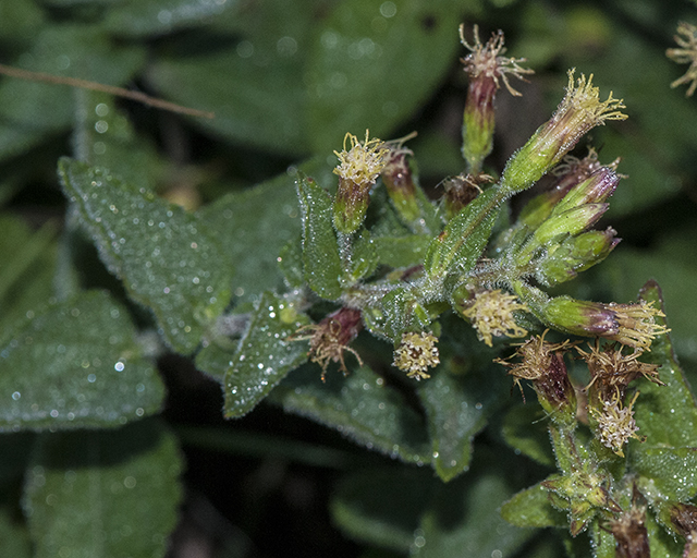Betonyleaf Brickellbush Stem