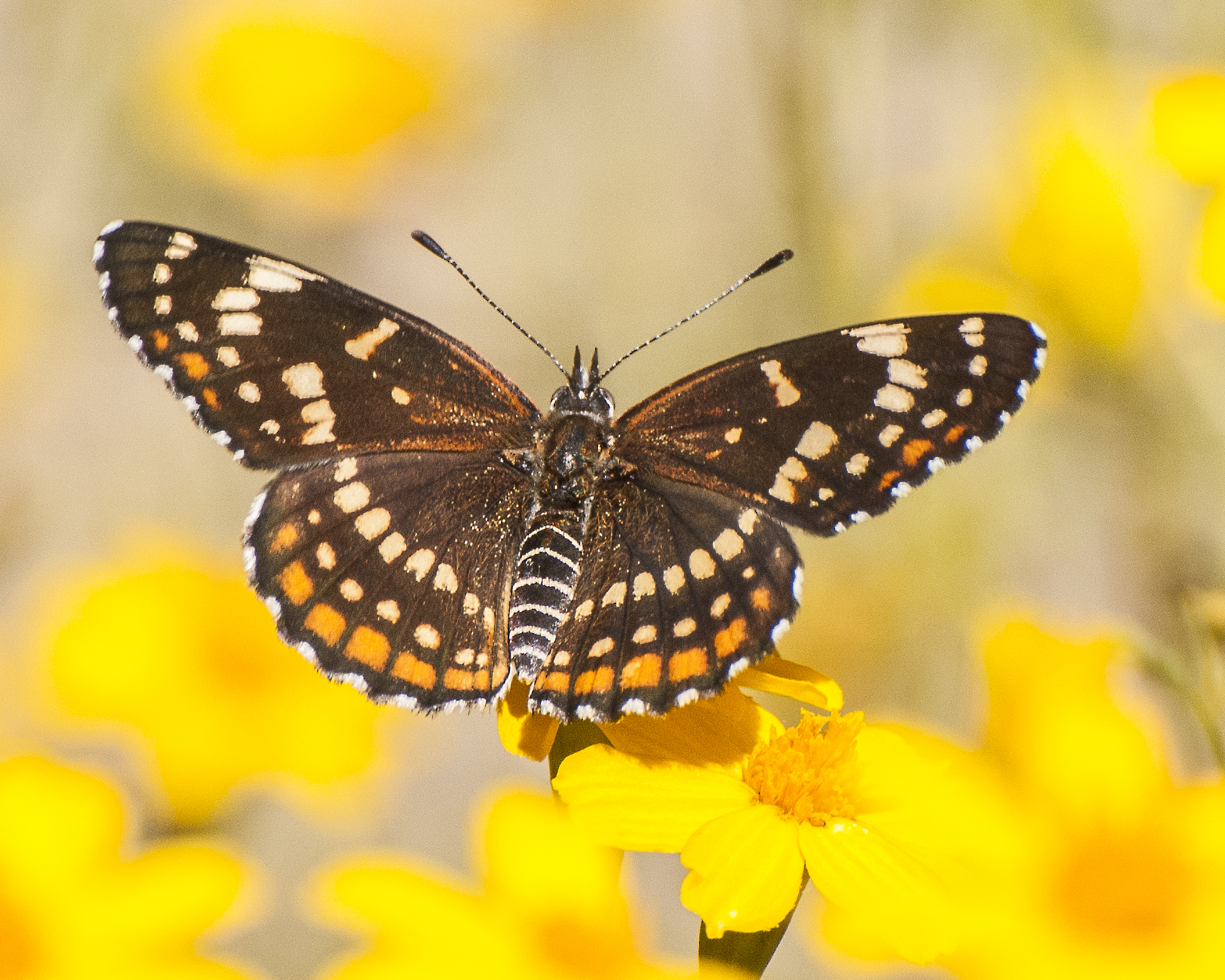 Black Checkerspot