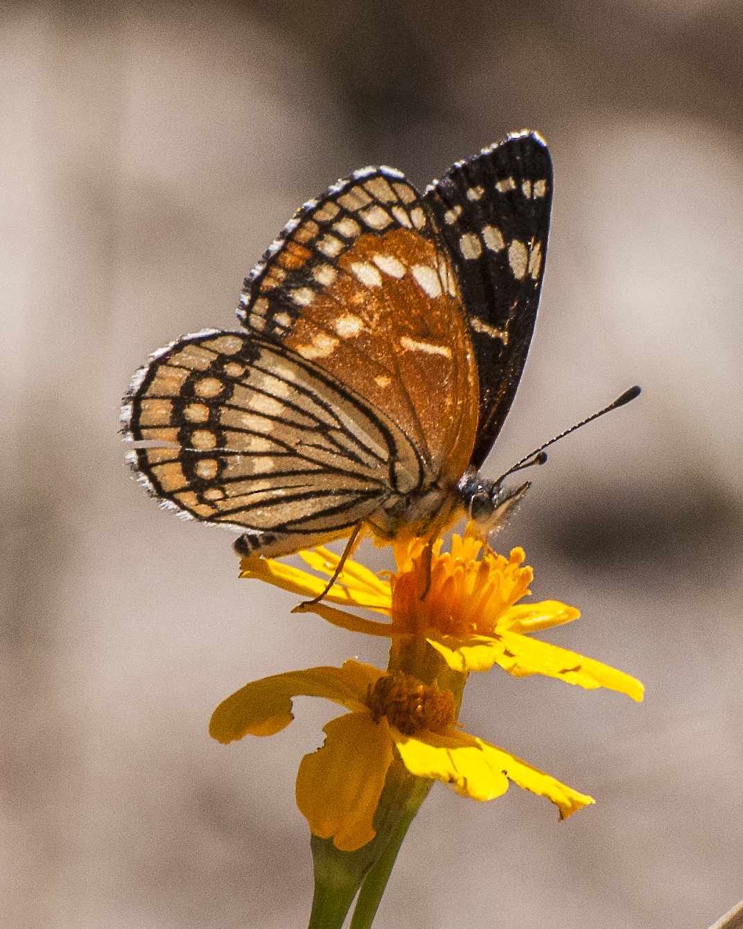 Black Checkerspot