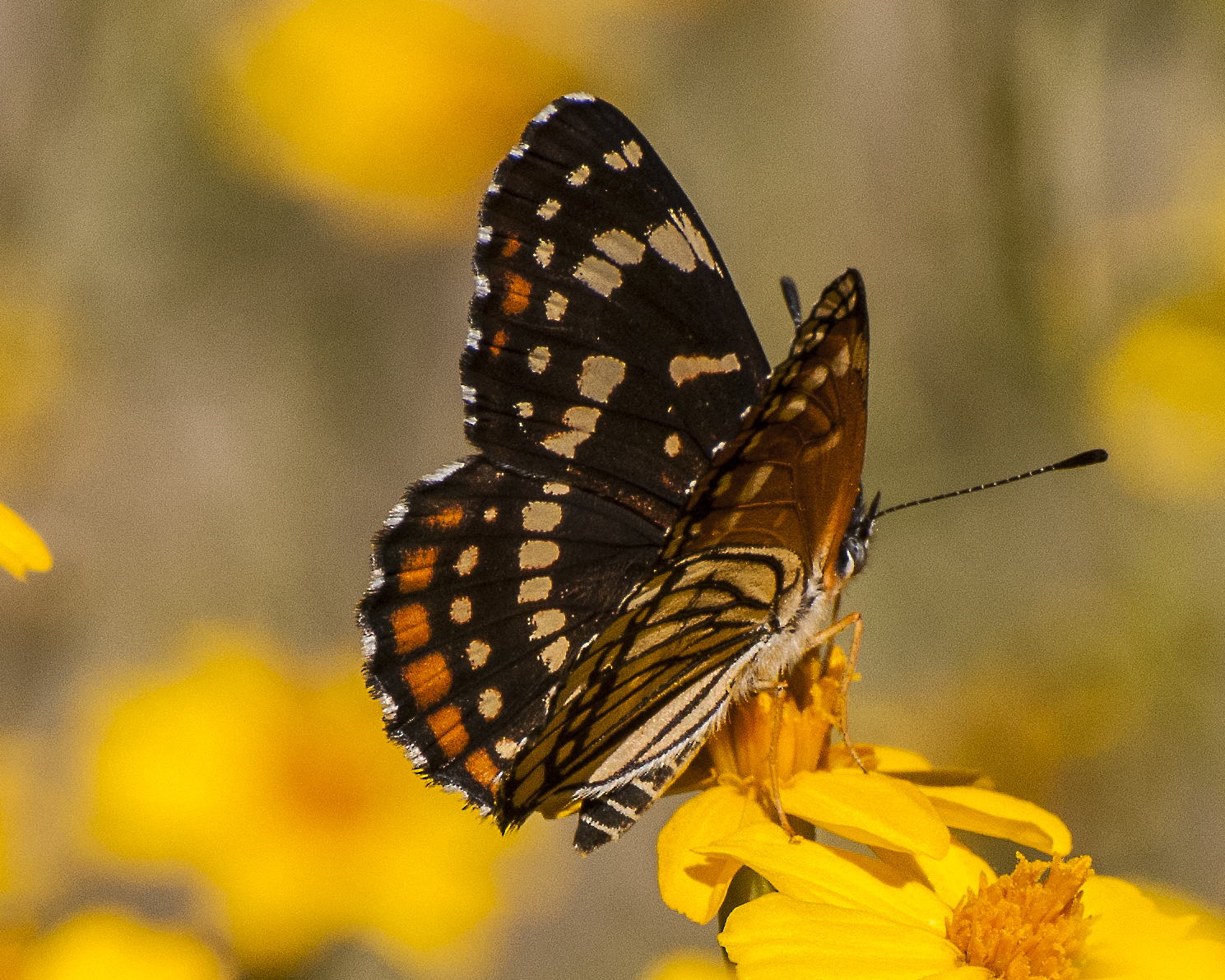 Black Checkerspot