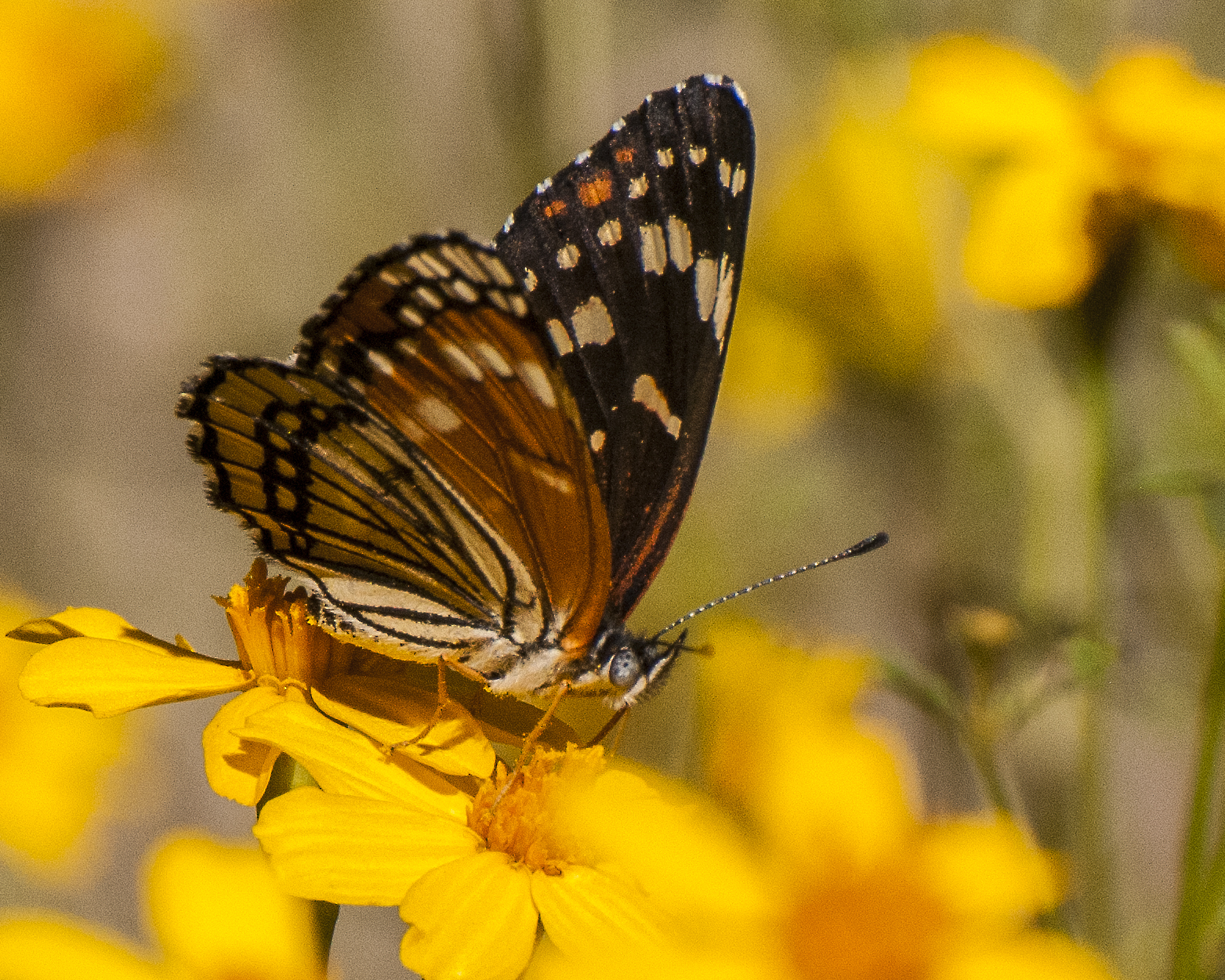 Black Checkerspot