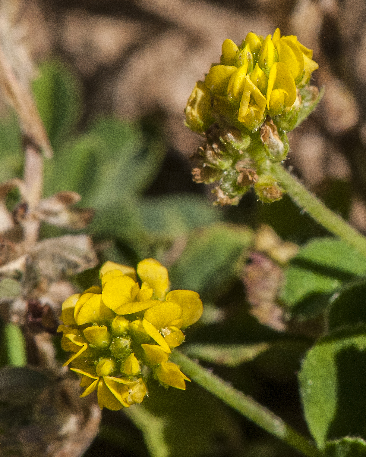 Black Medick Flower