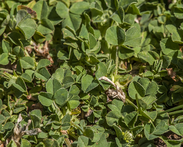 Black Medick Leaves