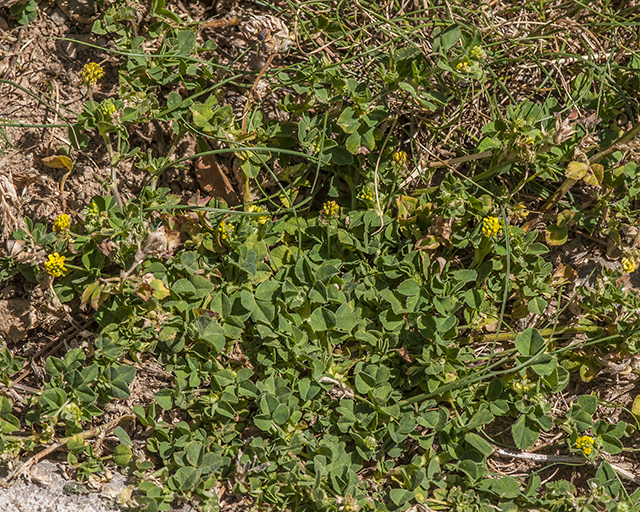 Black Medick Plant