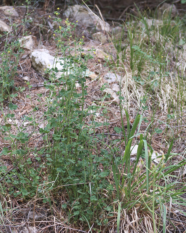 Black Medick Plant