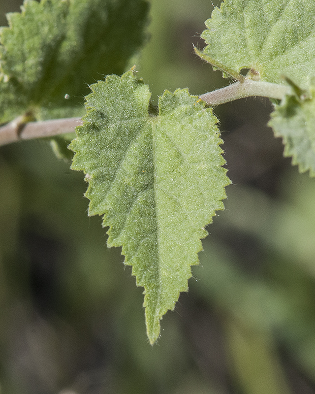 Bladdermallow Leaves