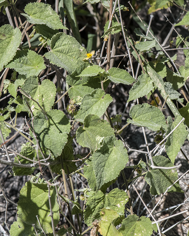 Bladdermallow Plant