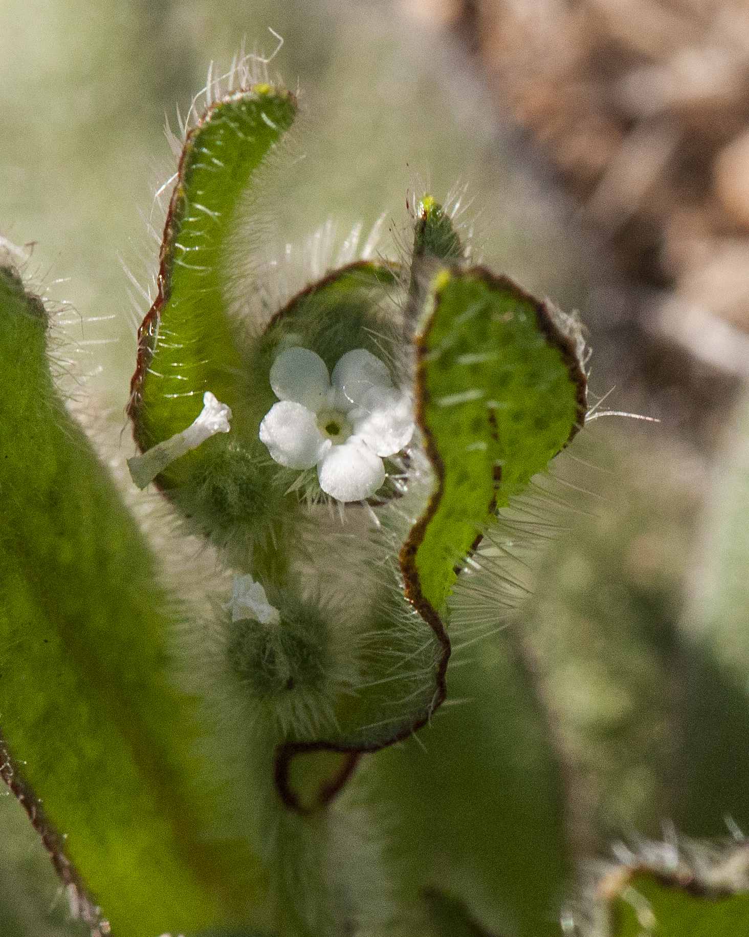 Bloodweed Flower