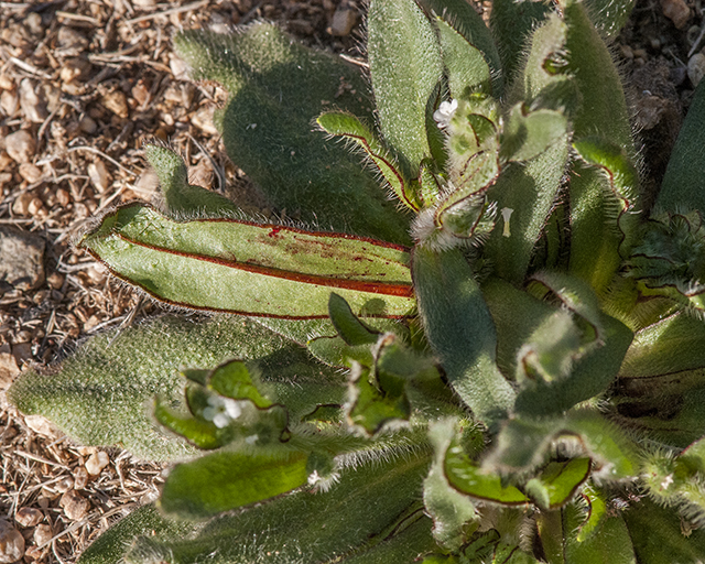 Bloodweed Leaves