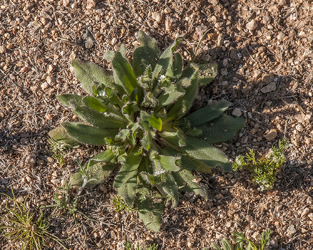 Bloodweed Plant