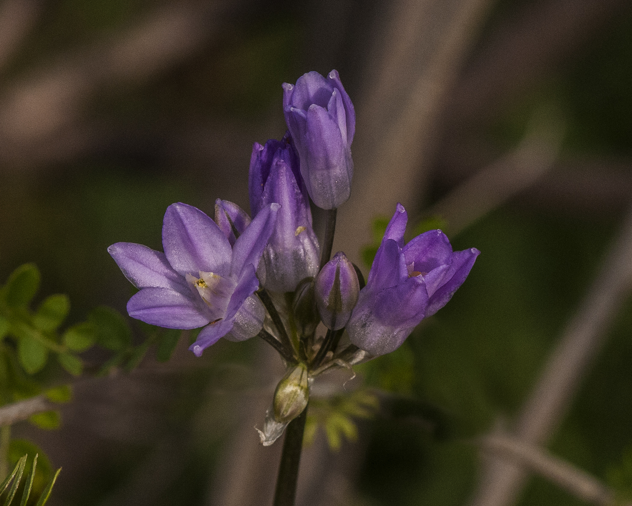 Bluedicks Flower